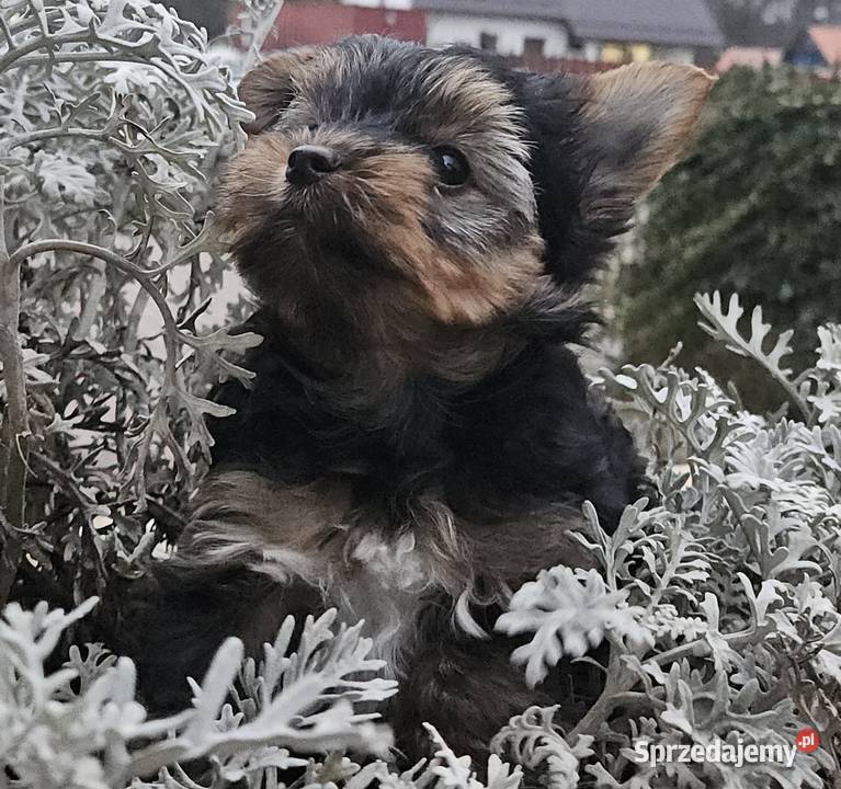 Yorkshire Terrier pies pomorskie Somonino sprzedam