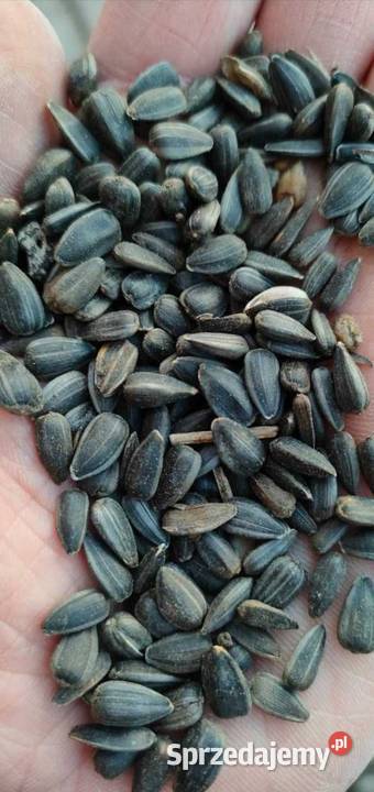 SłonecznikSłonecznika nasiona zbiór 2023 Dobra Pozostałe Siedliska Drugie