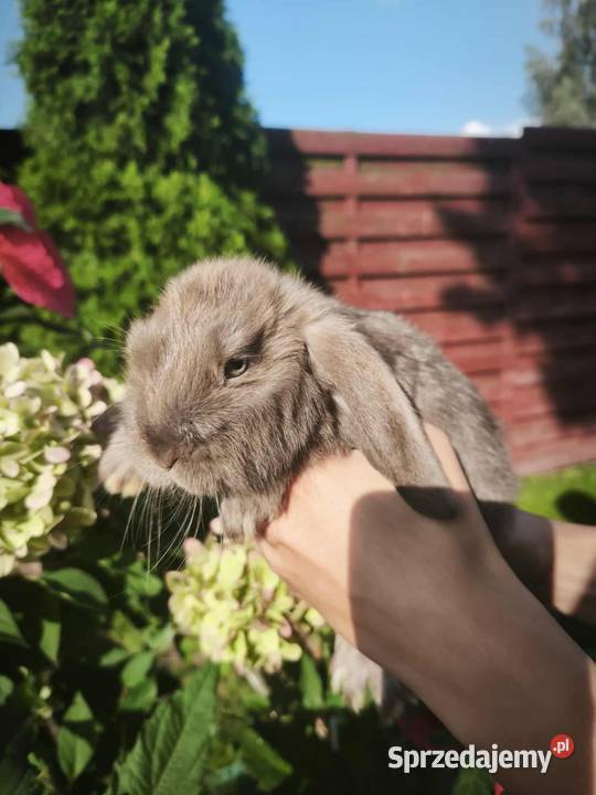 Królik miniaturowy mini lop Łochów