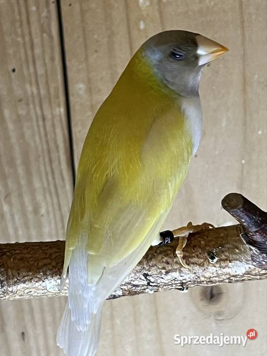 Amadyna wspaniała samiec 2025 r śląskie Ruda Śląska