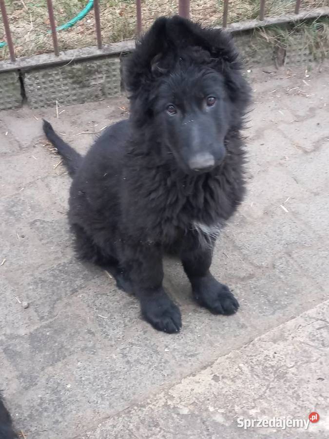 Owczarek staroniemiecki długowłosy