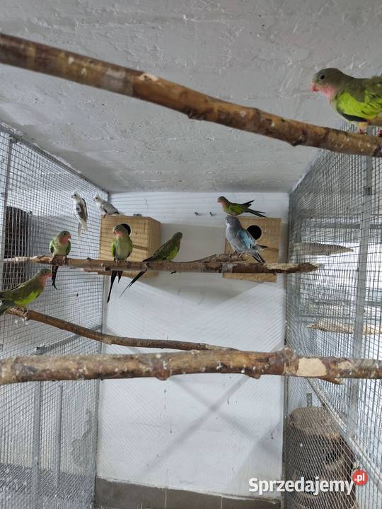 Księżniczki walii młode 2425 całe stado Pszczyna