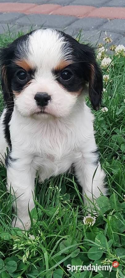 Suczka Cavalier king charles spaniel tricolor Mielec sprzedam