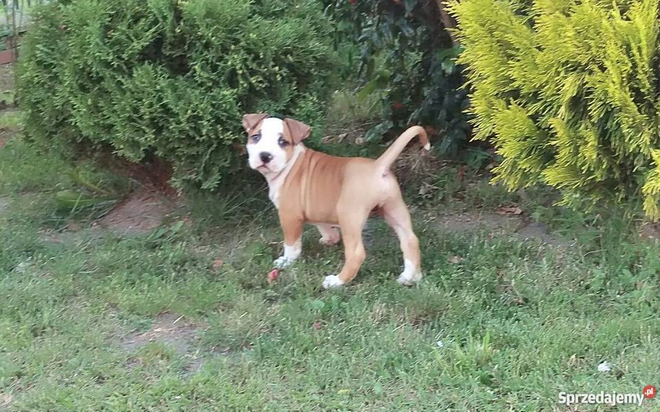 American Staffordshire Terrier szczeniaki