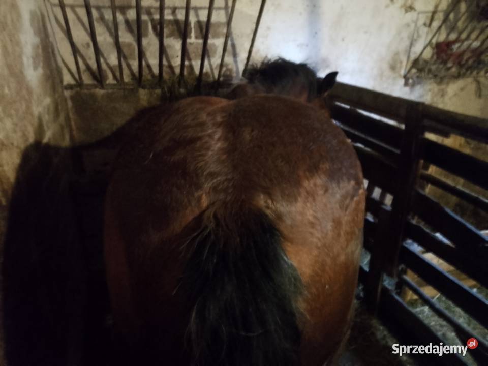 Sprzedam źrebówke Zielona sprzedam