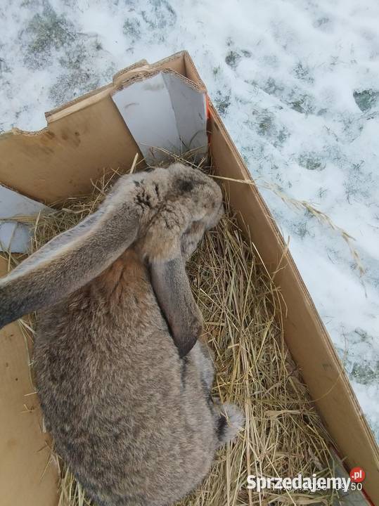 Króliki zamienię Żnin