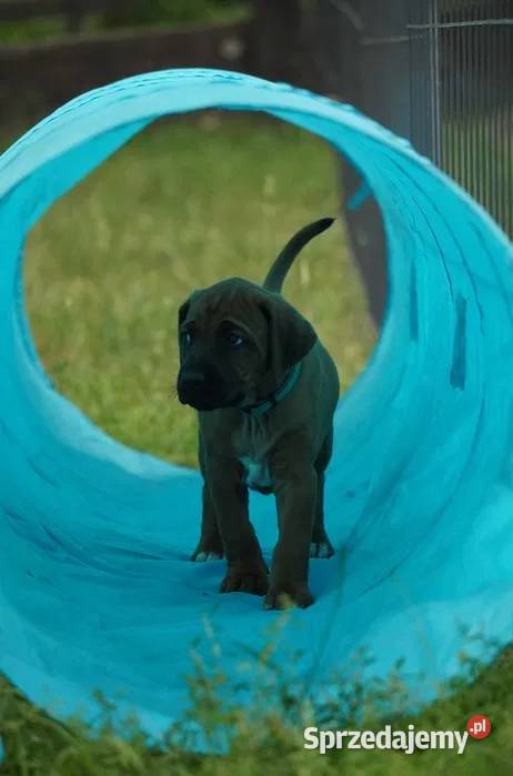 Rhodesian Ridgeback szczenię wystawowe suczka Dłutów sprzedam