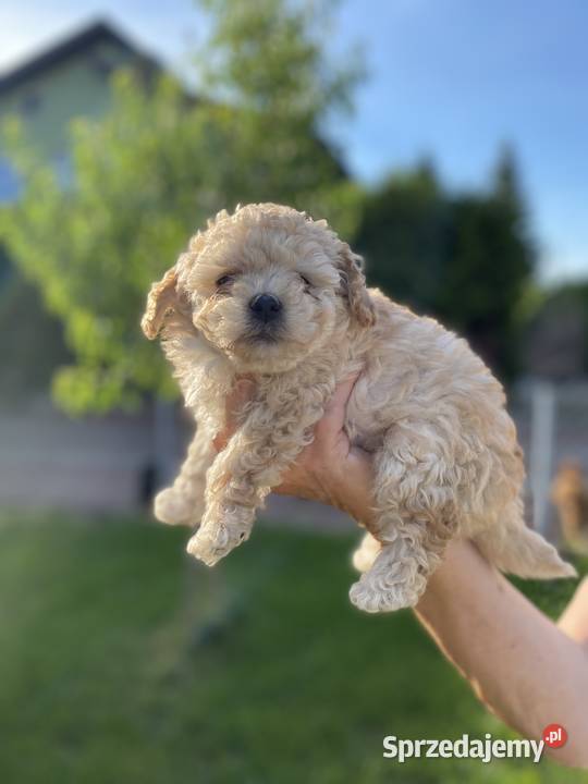 Piękny piesek Maltipoo Warszawa