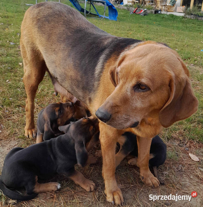 Ogar polski pieski i suczki podkarpackie Krasna