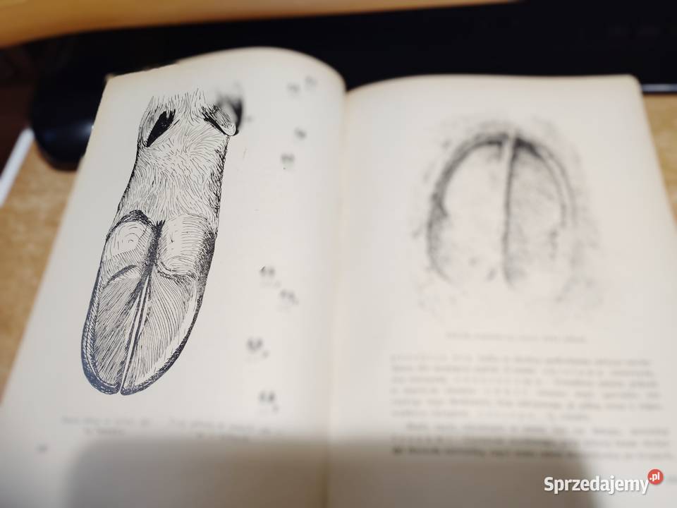 ŁOWIECTWO Podręcznik leśników i myśliwych wielkopolskie