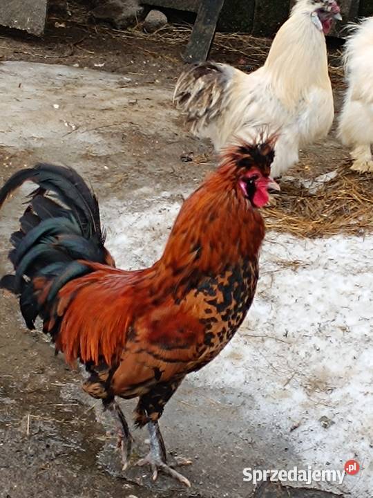 Sprzedam silki mazowieckie Pepłowo sprzedam