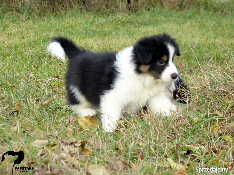 Border Collie rodowodowe szczenięta ZKwP Mińsk Mazowiecki