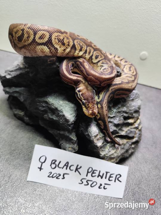 Pytony Królewskie tegoroczne maluchy sprzedam