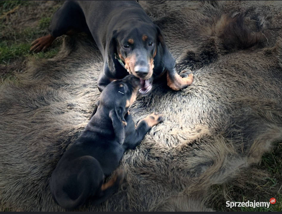 Gończy Polski szczenię Uniejów sprzedam