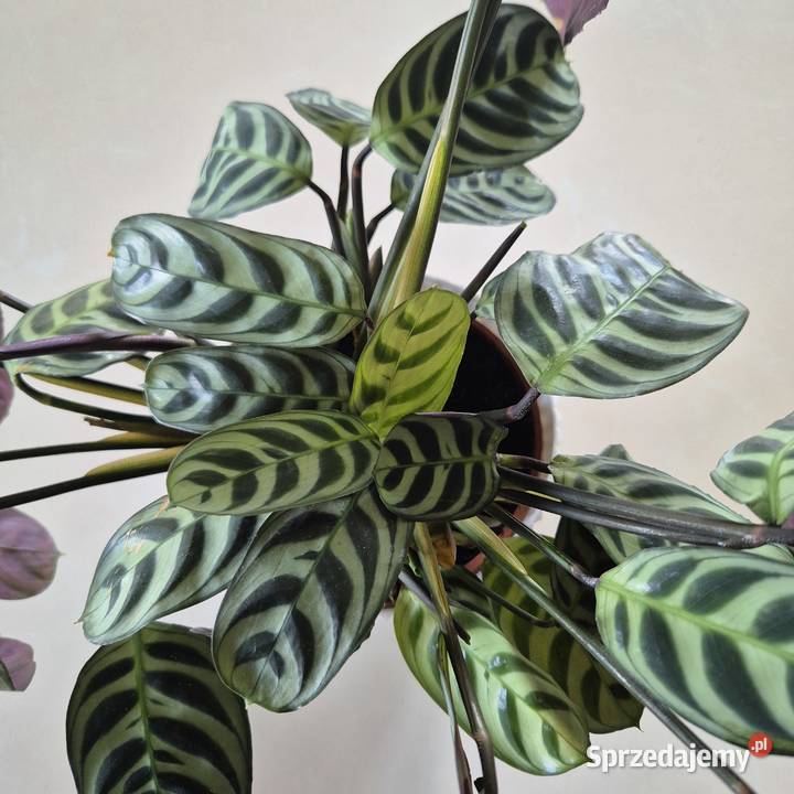Calathea ctenanthe burle marxii fishbone kwiaty Skuły