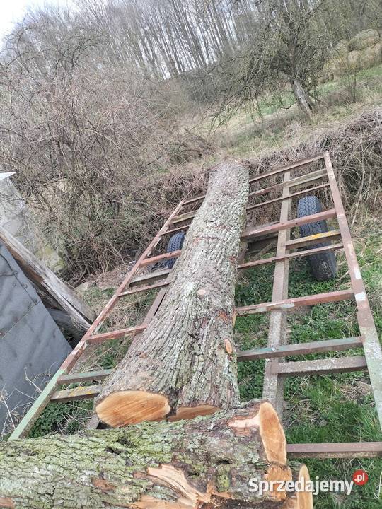 Pień drzewa gruszy Sycyna sprzedam