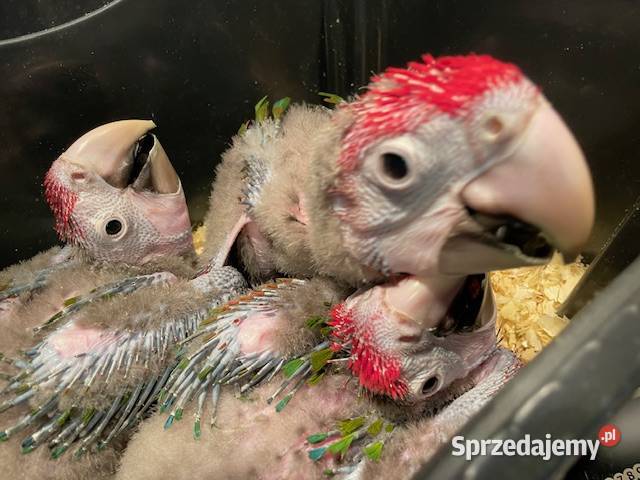Ara zielonoskrzydła chloroptera młode 2025 Zwierzęta