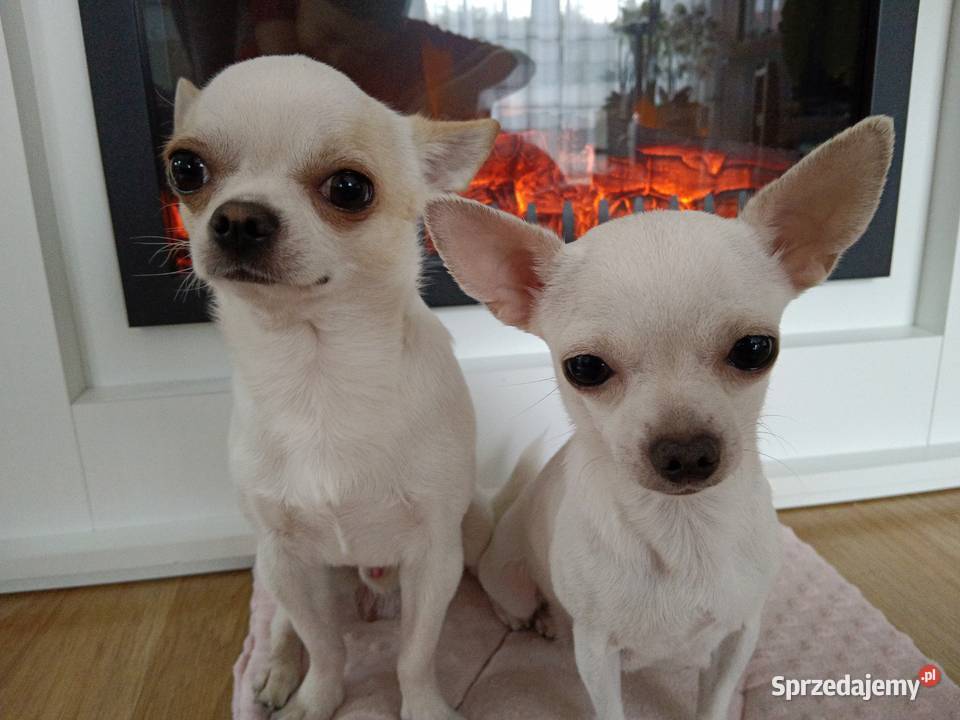 Chihuahua krótkowłosa suczka