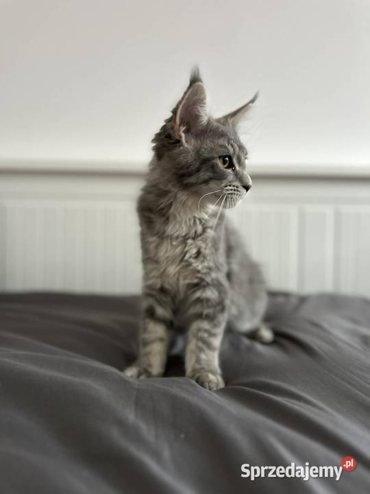 Kotki Maine coon