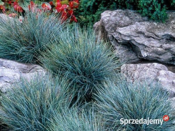 Trawy ozdobne miskant kostrzewa ostnica Jelitów