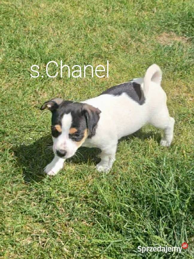 szczeniaki Jack russell terrier z rodowodem opolskie Nysa