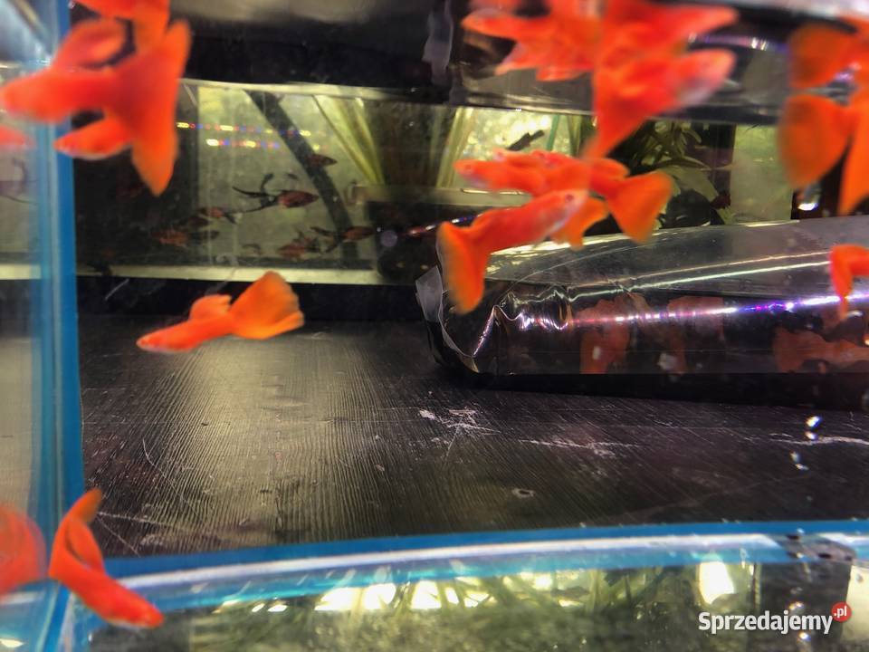 Gubik Full Red Albino sprzedam