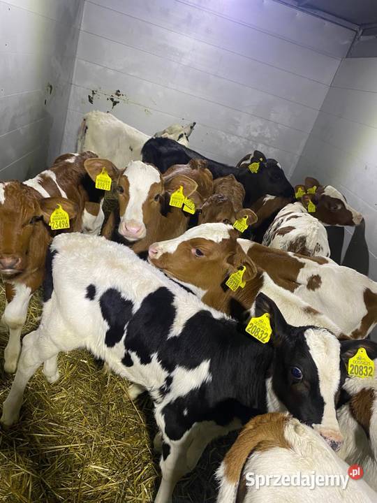 Byczki cielaki mięsne Piszczac