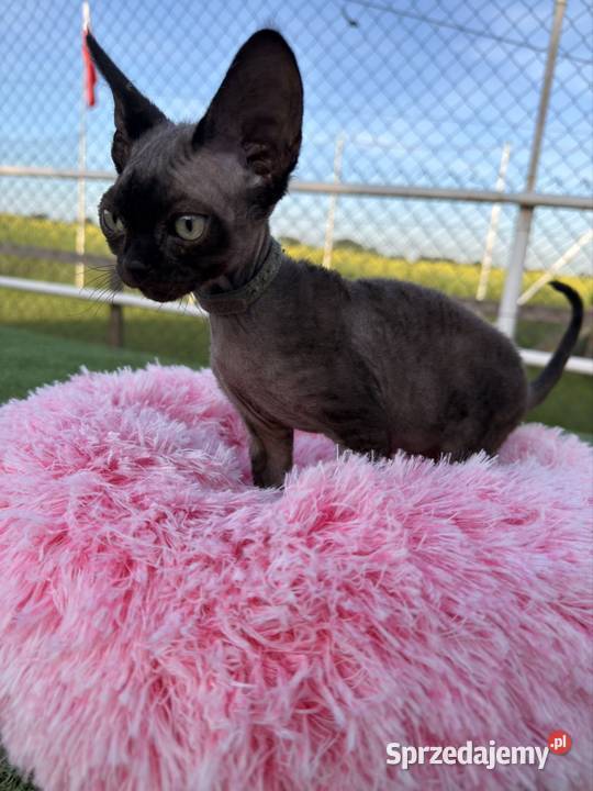 Devon Rex kocur FPL wielkopolskie