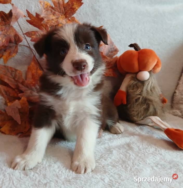 Border collie czekoladowo białe kujawsko-pomorskie Toruń