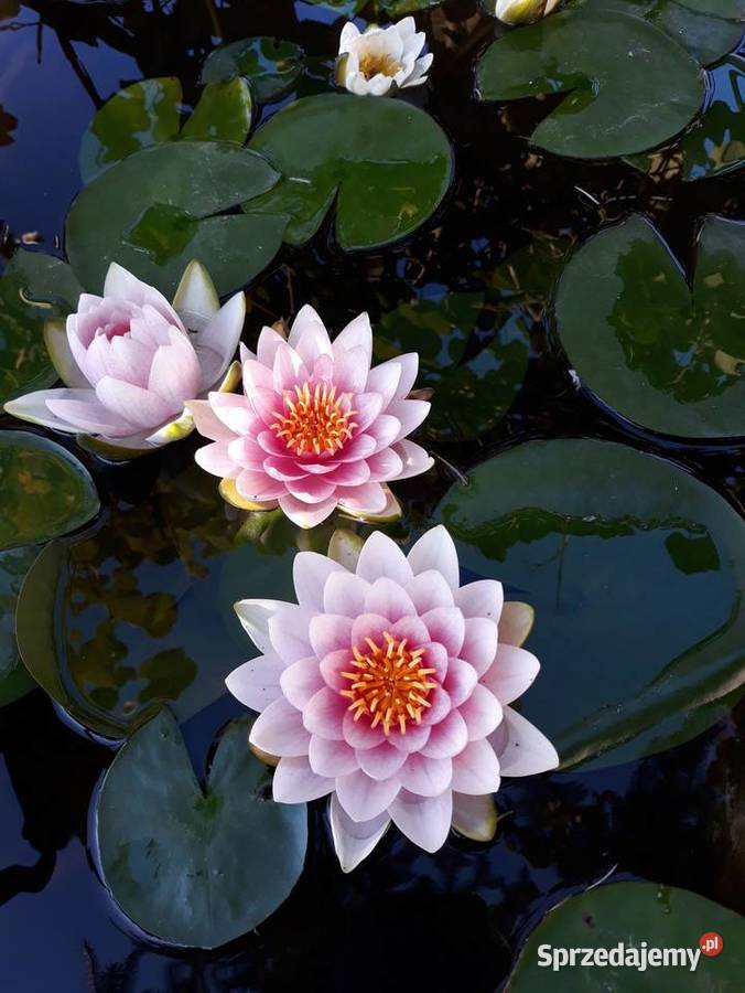 Lilie wodne nenufar Sarzyna