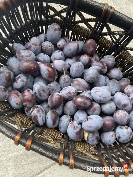 Śliwka węgierka sprzedam