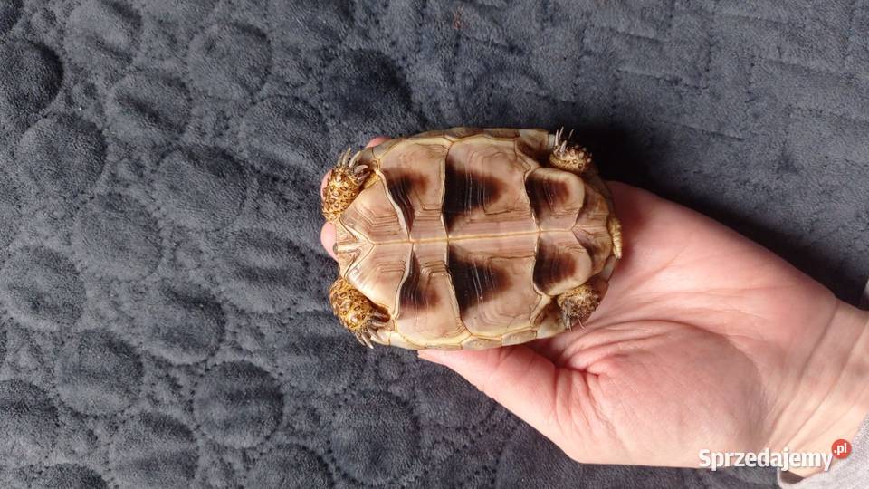 Żółw Marginata około cztery lata Testudo Rybnik
