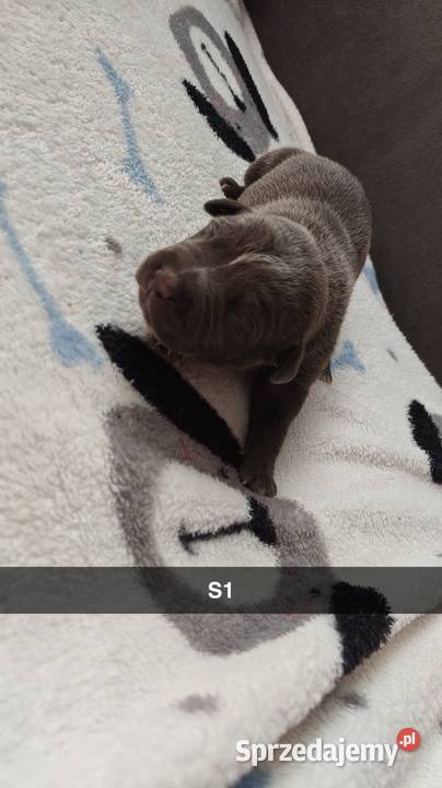 Amstaff Szczeniąta Błękitno Płowe Liliowe Blue Strzałków