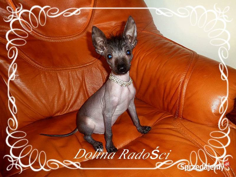 Nagi Pies Meksykański XOlO Radomsko