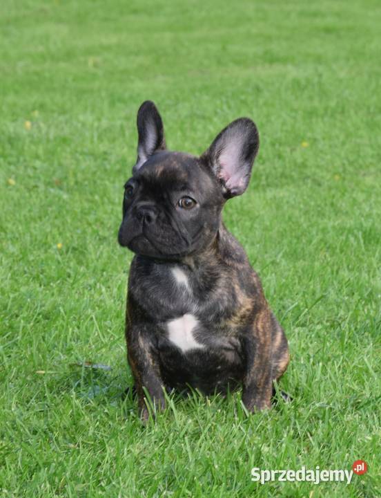 Piękne szczenięta buldoga Buldog Warszawa