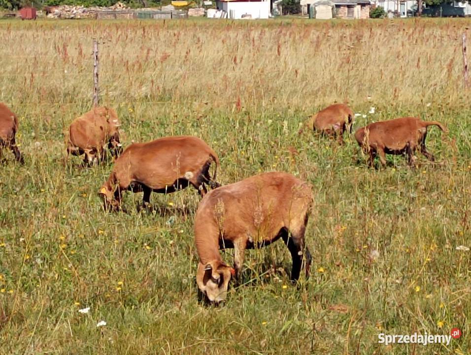 Owce i barany kameruńskie lubuskie Żary