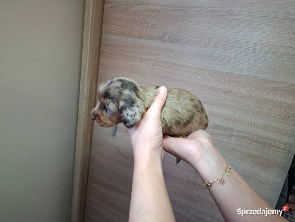 Jamnik Dackel dachshund choco merle Żychlin