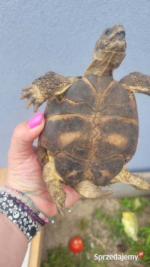 Żółw stepowy Pozostałe Sławno