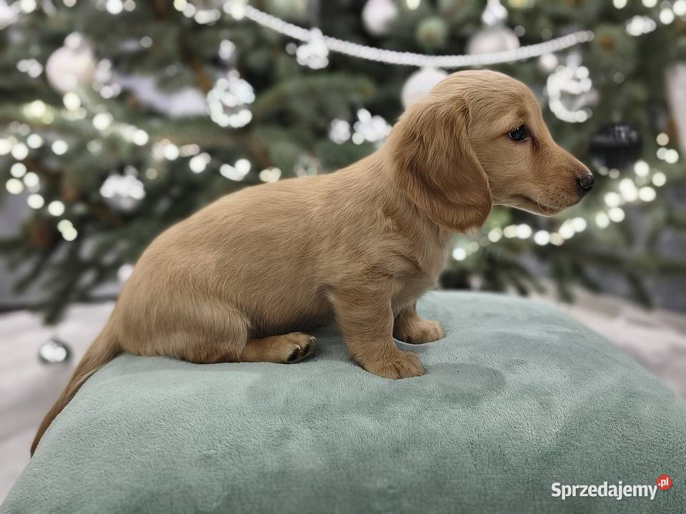 Jammik długowłosy miniaturowy kremowy Dackel Żabików