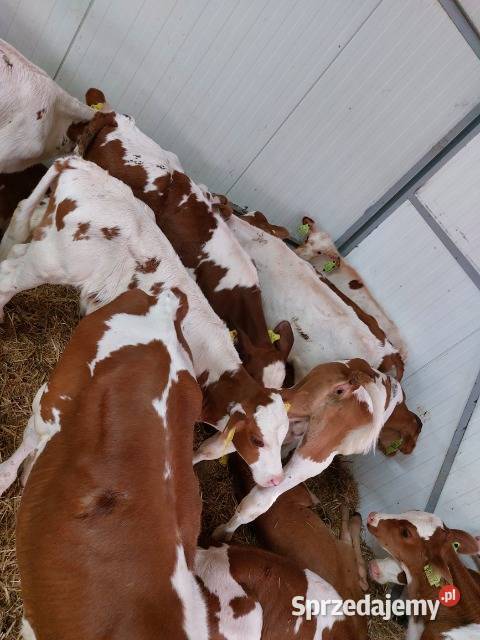 Sprzedam byczki kujawsko-pomorskie Toruń