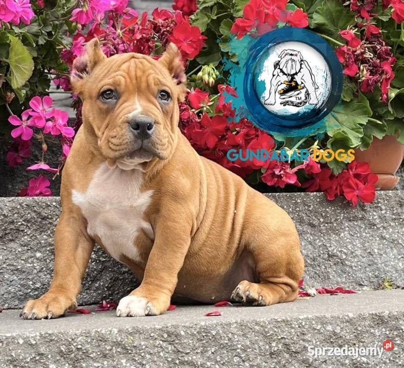 American Bully ABKC suczka Koło