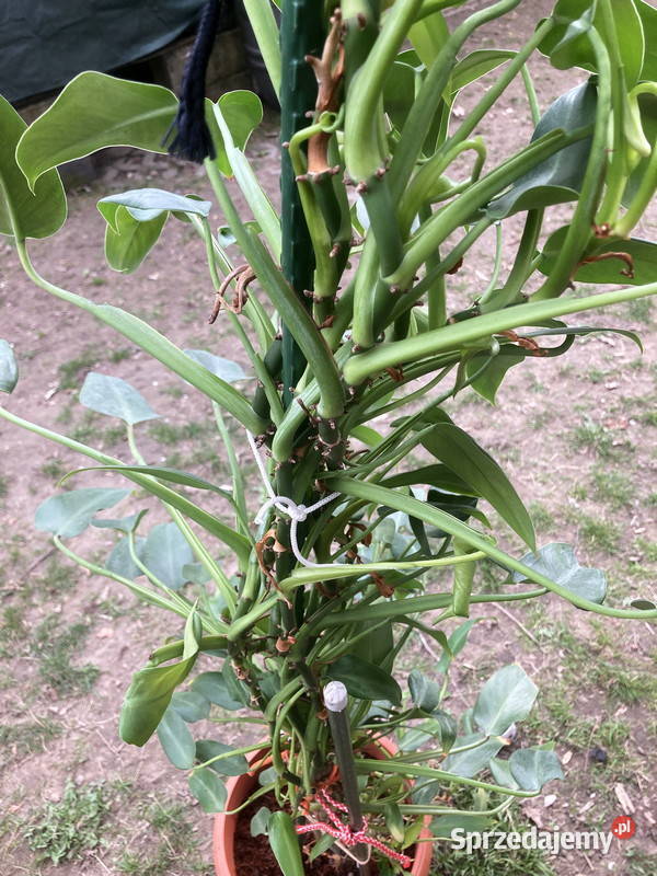 Wysoki filodendron Philodendron zielony Emerald Kraków