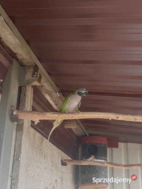 Aleksandretta Chińska samica 2010 wielkopolskie Pakosław