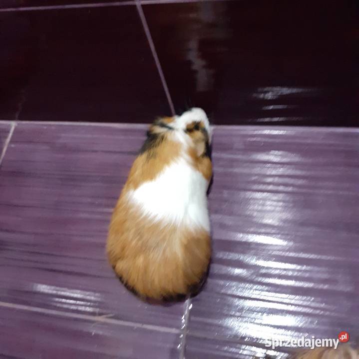 śWINKI MORSKIE śląskie Katowice