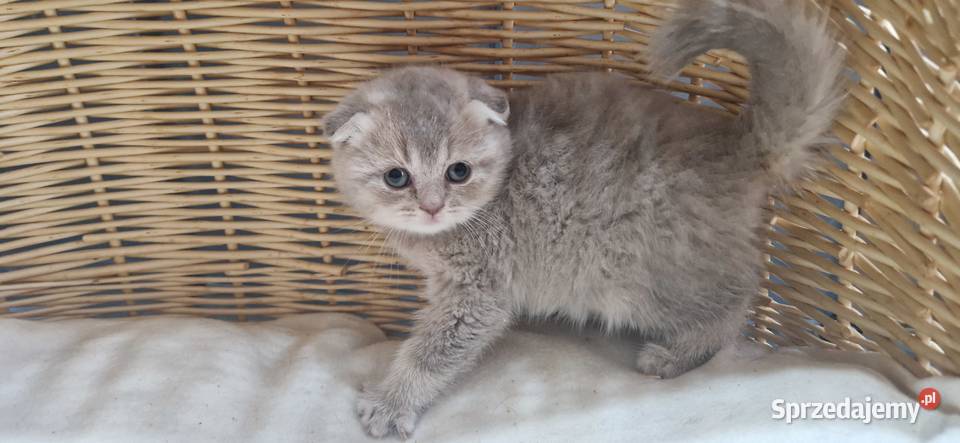 Kotka Szkocka liliowa zwisłoucha Katowice