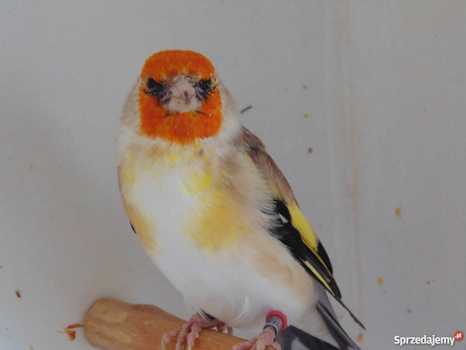 Szczygły syberyjskie Włocławek