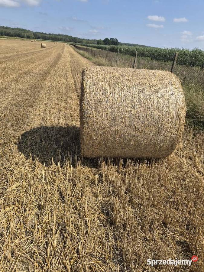 Słoma z pszenżyta Dukaczew