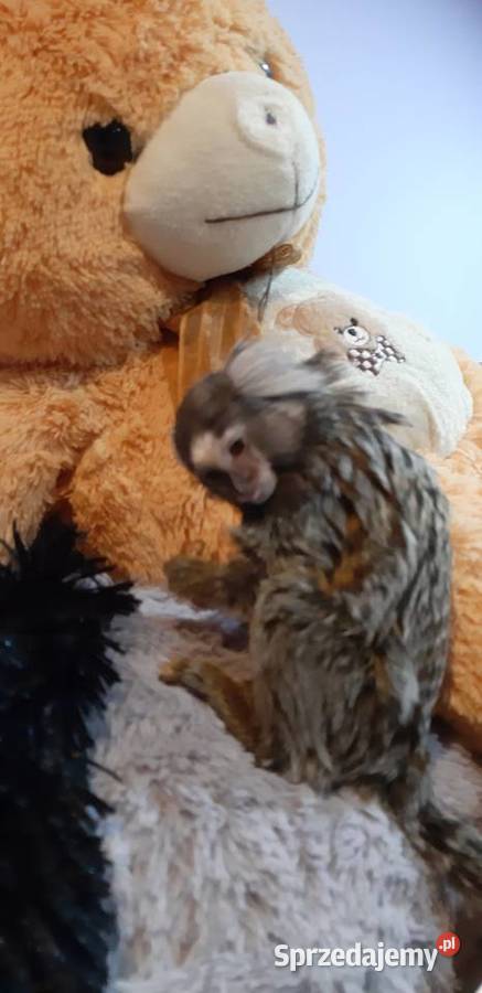 Marmozeta białoucha Kielce