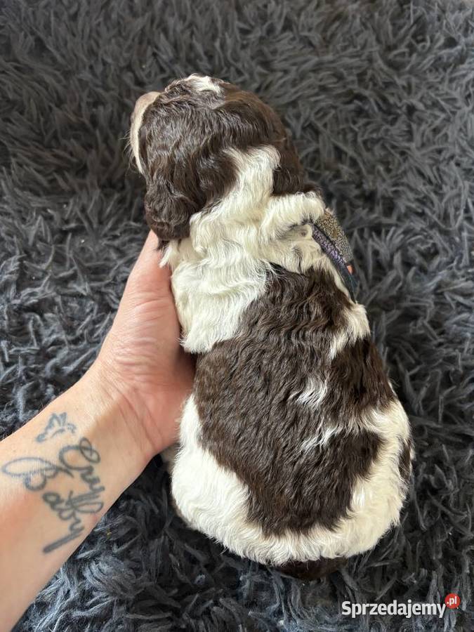 Hiszpański Pies Dowodny Szczenięta śląskie Porąbka sprzedam