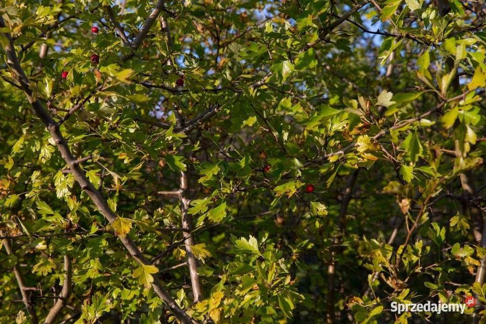 Głóg jednoszyjkowy Crataegus monogyna 90120 z
